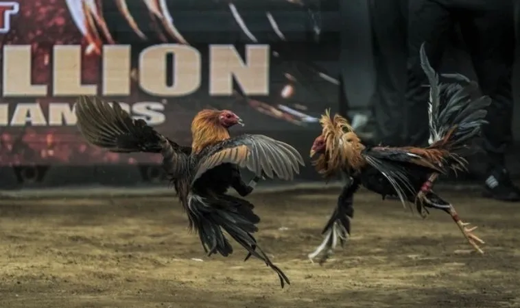 Bí Quyết Chơi Đá Gà GA28 Tại VN88: Hướng Dẫn Từ Chuyên Gia Cá Cược 1 Đá Gà GA28 tại VN88