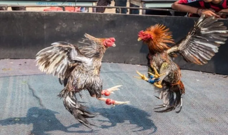 Bí Quyết Chơi Đá Gà GA28 Tại VN88: Hướng Dẫn Từ Chuyên Gia Cá Cược 2 Cá cược Đá Gà GA28 tại VN88 hấp dẫn và kịch tính