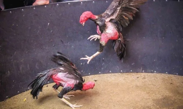 Bí Quyết Chơi Đá Gà Sabong Tại VN88 Từ Chuyên Gia Cá Cược 2 Trận đấu đá gà Sabong hấp dẫn tại VN88