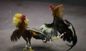 đá gà WS168 tại VN88