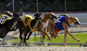 đua chó nhanh tại VN88